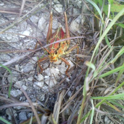 Profile Picture of Stephen Mundy (@macuasnake) on Twitter