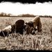 Profile Picture of Daniel Sutherlin (@dansutherlin) on Pinterest