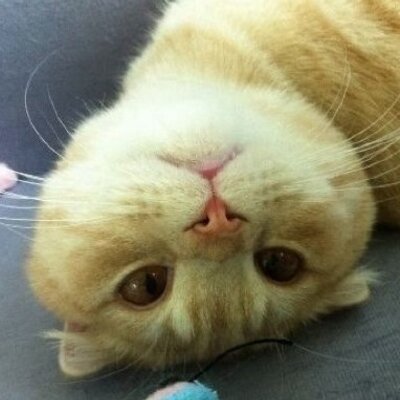 Profile Picture of Lin QiaoRu (@LinQiaoRu) on Twitter
