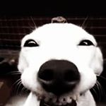 Profile Picture of Connor Reid (@connorreid) on Instagram