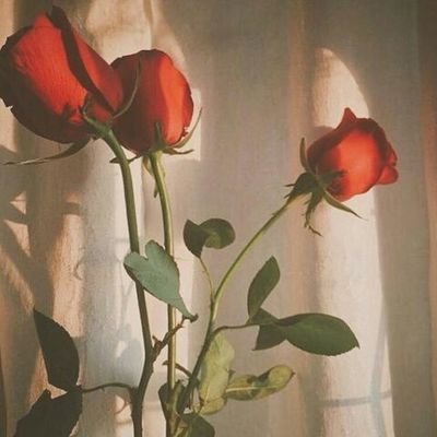 Profile Picture of Leonard Scott (@Leo_sc_ott) on Twitter