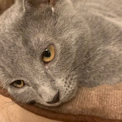 Profile Picture of Carson Tucker (@CarsonT51871965) on Twitter