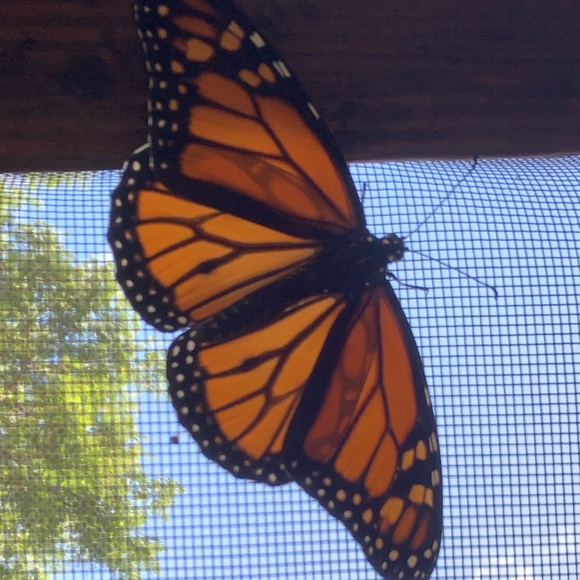 Profile Picture of Gerald & patti jo Serrano (@patticakes435) on Poshmark