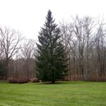 Profile Picture of Larry Wilkes (@kingslaravillapinecones) on Instagram