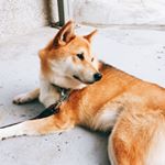 Profile Picture of Mandy Wu (@likedogforever) on Instagram