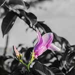 Profile Picture of Signature Imagery Barbados (@signature imagery barbados) on Flickr