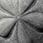 Profile Picture of Shelly (@shellsbytheseashore) on Flickr