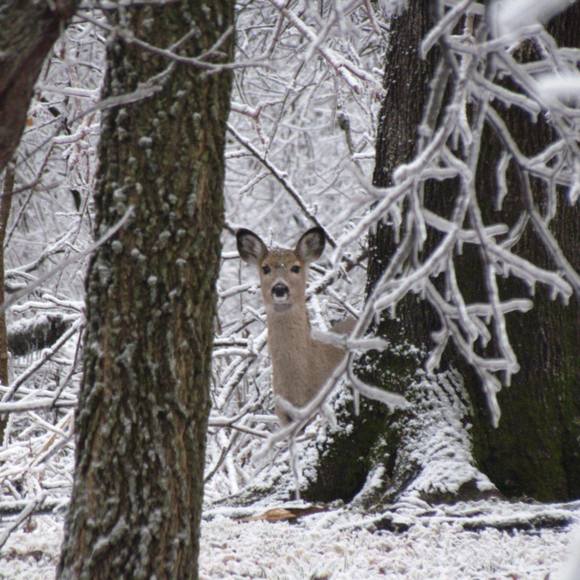 Alisha Brigance - Poshmark Profile Picture of Alisha Brigance (@killerwhale8) on Poshmark