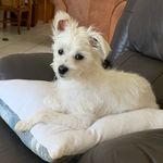 Profile Picture of Pixie the Faerie Dog (@faerie_dog) on Instagram