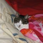 Profile Picture of Shawnie VanLeeuwen (@shawnievanleeuw) on Pinterest
