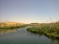 Azraq Wetland Reserve - Wikipedia Profile Picture of Azraq Wetland Reserveon Wikipedia
