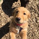 Profile Picture of Mabel Campbell Ramos 🐶 (@mabel_thegolden) on Instagram