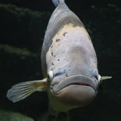 XXNIBIRUXX - Twitter Profile Picture of XXNIBIRUXX (@KevinBrook5) on Twitter