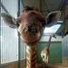 Profile Picture of Sean Earling (@earling0599) on Pinterest