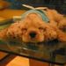 Profile Picture of Gail Perlman (@moppettes) on Pinterest