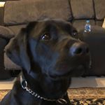 anthony rizzardini - Instagram Profile Picture of anthony rizzardini (@_tonyrizza_) on Instagram