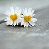 Profile Picture of Carmen Moschner (@@carmenmoschner) on Tiktok