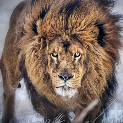 Profile Picture of Darius Townsend #35 (@35_darius) on Twitter