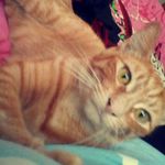 Profile Picture of 💜💙Beth Robertson💜💙 (@bethany___robertson) on Instagram