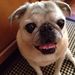 Profile Picture of Lauren Campbell Webb (@lcwebb) on Pinterest