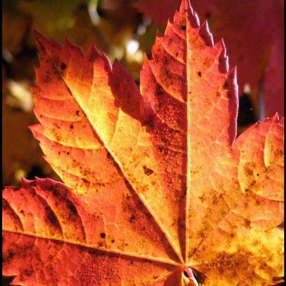 Profile Picture of Amanda Arcement (@onegoodmom) on Poshmark