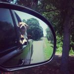 Profile Picture of Jake, Milo, Mia, and Polaris (@thedoghousedogs) on Instagram