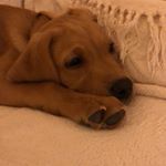 Profile Picture of Holly Coombs (@hollyfoxredlab) on Instagram