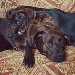 Profile Picture of Abbee Bourret (@ms_boo_boo_) on Instagram