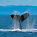 Patrick Salisbury - Flickr Profile Picture of Patrick Salisbury (@patrickdeca101) on Flickr