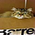 Profile Picture of Sassie_cat (@sassie_cat) on Flickr