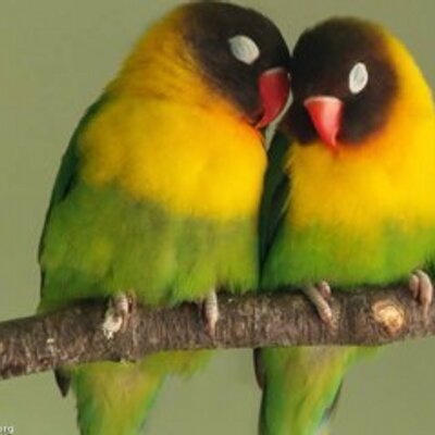 Profile Picture of Toni Vanderzalm (@boselie) on Twitter