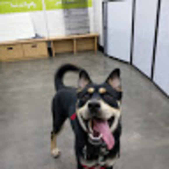 Profile Picture of Ty Hambric (@pipsqueak26) on Poshmark