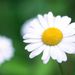 Profile Picture of Nicky Sharpe (@nicky1835) on Pinterest
