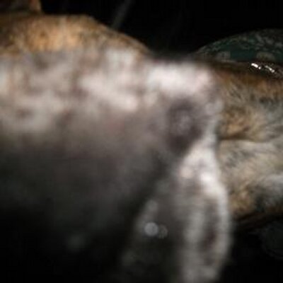 Profile Picture of Tori Barton (@T_Major_1) on Twitter