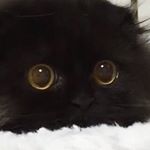 Profile Picture of Alex de Varona (@filthydubalex) on Instagram