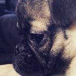 Profile Picture of Bruce (@cute_bruce) on Instagram
