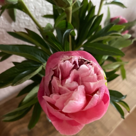 Profile Picture of Danielle Caraco (@dcaraco721) on Poshmark