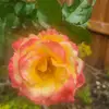 Profile Picture of Miriam Monge (@user52043401511508) on Tiktok