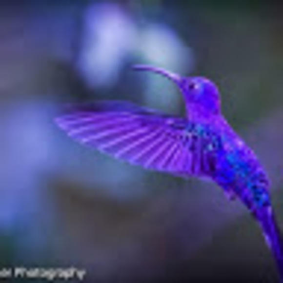 Profile Picture of Mary pat Ankerson (@mpankwrs) on Poshmark