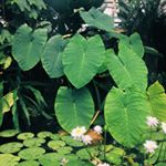 Profile Picture of Michèlle | spark_plant (@spark_plant) on Instagram