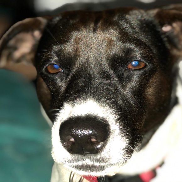 Profile Picture of Sandra Franklin (@sandrafrank4993) on Poshmark