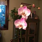 Profile Picture of Paula Parisi (@paulaparisi) on Instagram