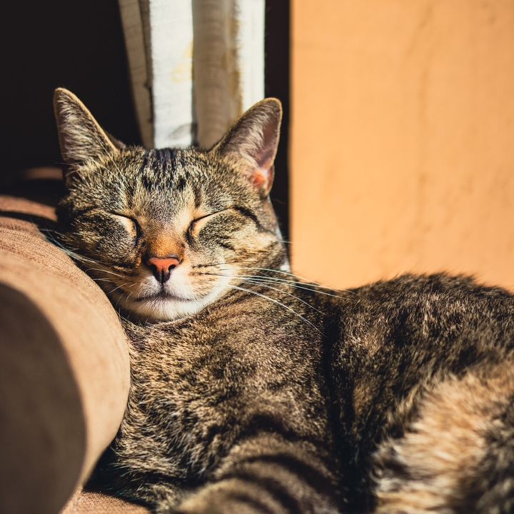 RobertEmmetTV - Tiktok Profile Picture of RobertEmmetTV (@robertemmettv) on Tiktok