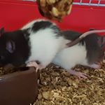 Profile Picture of Sheldon&Leonard (@sheldon_n_leonard_rats) on Instagram