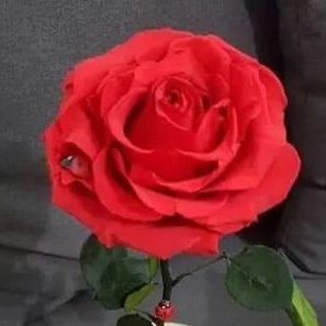 Profile Picture of Semira ibrahim (@Semiraibrahim1) on Twitter