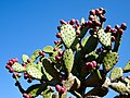 Profile Picture of Opuntia ficus-indica - Wikipediaon Wikipedia