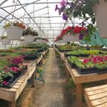 Profile Picture of Kathy's Greenhouse (@kathys_greenhouse) on Instagram