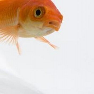 Profile Picture of Geoff The Fish (@@Forlorn_fish) on Twitter