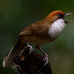 Profile Picture of Hero Figaro (@hero figaro) on Flickr