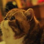 Profile Picture of Tony Lui (@tony.lui) on Instagram